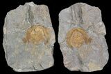 Orange Declivolithus Trilobite (Pos/Neg Split) Morocco #92484-1